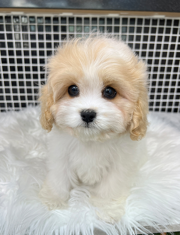 강아지 썸네일