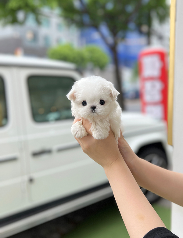 강아지 썸네일