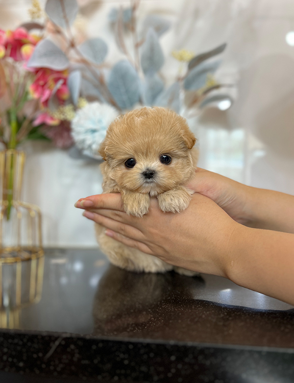강아지 썸네일